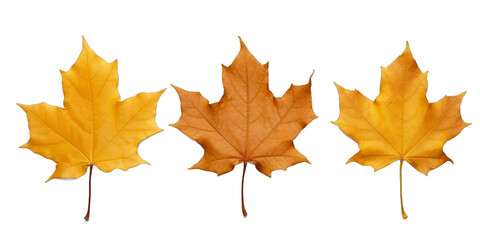  Collection of amber-colored maple leaves isolated on a transparent background | png file