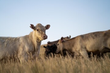 Portrait of Cows in a field grazing. Regenerative agriculture farm storing co2 in the soil with carbon sequestration. tall long pasture in a paddock on a farm in australia in a drought