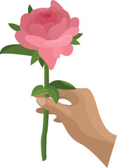 Rose in hand vector image