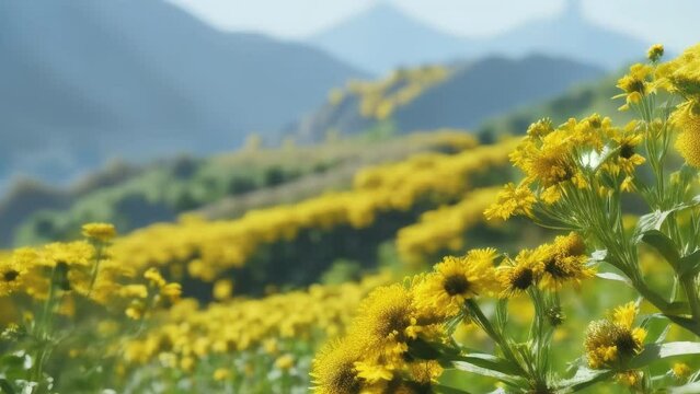 Field of yellow flowers.