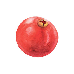 Cranberry berry pomegranate watercolor drawing. Juicy delisious cowberry fruit summer illustration. Sweet sour vitamin aquarelle picture isolated on white background