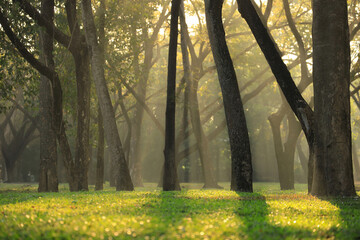 Morning vibe with sun ray in the green woodland forest for beautiful magical nature background