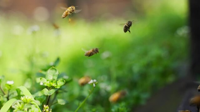 slow motion of honey bees flying around in sunshine spring nature field with blooming grass flowers
