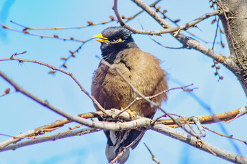 Locust Starling sitting on a tree