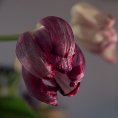Textures and feelings of fading nature. Macro photos of old Tulips lossing its freshness with beautiful shapes. Artistic interpretation of death and getting old, its beauty.