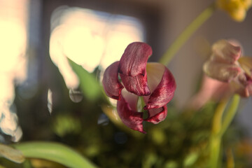 Textures and feelings of fading nature. Macro photos of old Tulips lossing its freshness with beautiful shapes. Artistic interpretation of death and getting old, its beauty.