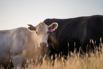 cows and calfs grazing on dry tall grass on a hill in summer in australia. beautiful fat herd of cattle on an agricultural farm in an australian in summer