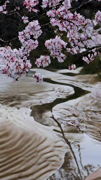 Cherry blossom petals fall on the surface of a river of melting snow.

