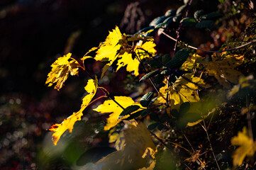 Splashes of color along the roadside: leaves in the evening backlight in November.