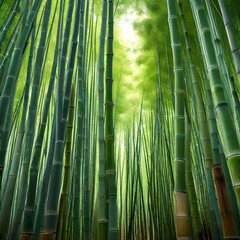 bamboo forest background