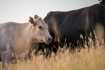 Stud Angus cows in a field free range beef cattle on a farm. Portrait of cow close up in summer.