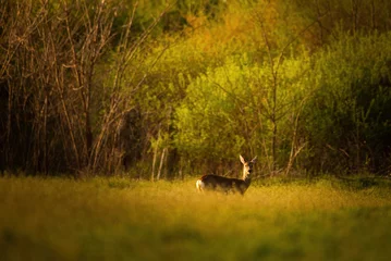 Fotobehang European roe deer - Capreolus capreolus near spring forest © Aqeel