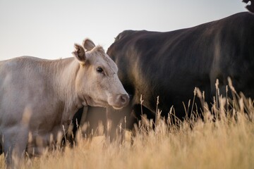 beautiful cattle in Australia  eating grass, grazing on pasture. Herd of cows free range beef being regenerative raised on an agricultural farm. Sustainable farming of food crops. Cow in field