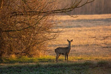 Rolgordijnen Female European roe deer - Capreolus capreolus on morning field © Aqeel