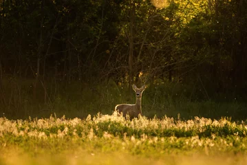 Schilderijen op glas European roe deer (Capreolus capreolus) on the meadow © Aqeel