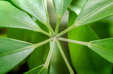 green leaves of a tropical plant close up