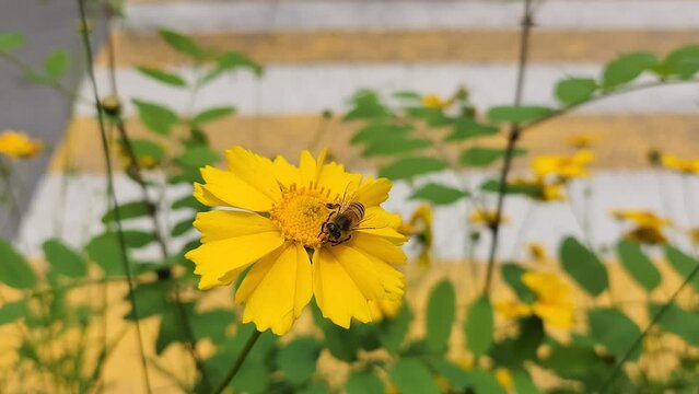 a bee flies over a yellow doronicum flower