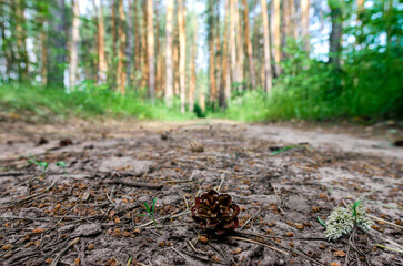tall pine trees and a road in a forest without people