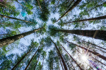 Fototapeta premium bottom view of tall pine trees in the forest against the sky and clouds
