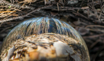 glass ball with reflection of trees and sky