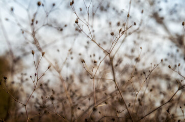 dry bush branches close up