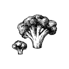 Hand drawn sketch vegetable broccoli. Eco food.Vector vintage black and white illustration