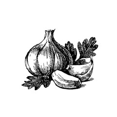 Hand drawn sketch vegetable garlic. Eco food. Vector vintage black and white illustration - 748533401