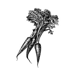 Hand drawn sketch vegetable carrot. Eco food. Vector vintage black and white illustration - 748533413