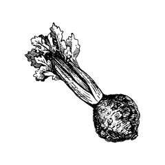 Hand drawn sketch vegetable celery root. Eco food.Vector vintage black and white illustration