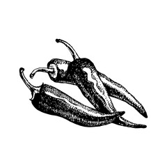 Hand drawn sketch vegetable chilli pepper. Eco food.Vector vintage black and white illustration