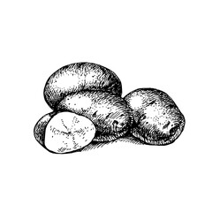 Hand drawn sketch vegetable potatoes. Eco food.Vector vintage black and white illustration - 748533432