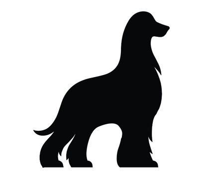 Afghan Hound. Vector image. White background.