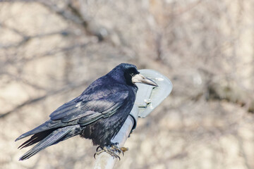 Rook sits on a pole