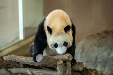 パンダ
panda