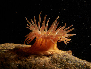 Actinia Urticina sp. blackwater photography, underwaterphotography, White sea