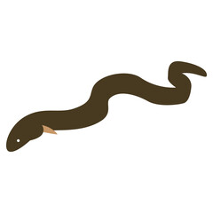 Eel Illustration