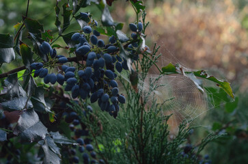 a spider web on a green garden bush