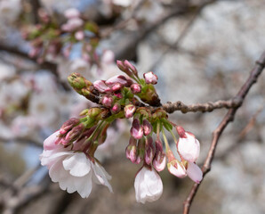さくら 桜の花