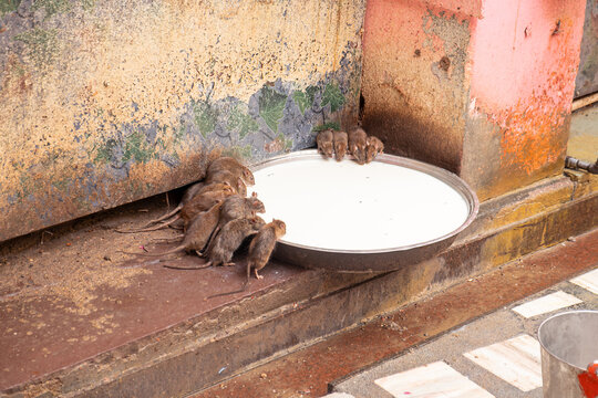 Rats drinking milk provided at Karni Mata, Rat Temple, Deshnoke near Bikaner, India. Believed to be reincarnations of the Karni Mata's male offspring the rats are revered in the temple