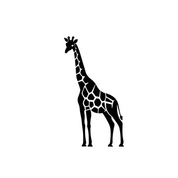 Safari Giraffe