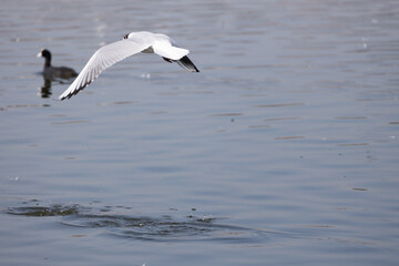 bird, seagull, gull, flying, sea, 