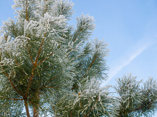 pine in frost