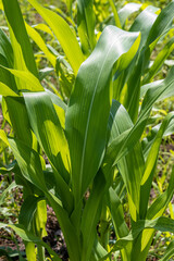 Close-up of corn leaves in cornfield. Vertical