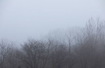 Tree branches in the fog, pre-winter. Graphic images.