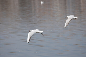 Fototapeta na wymiar bird, seagull, gull, flying, sea, 