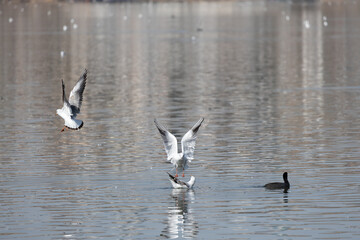 bird, seagull, gull, flying, sea, 