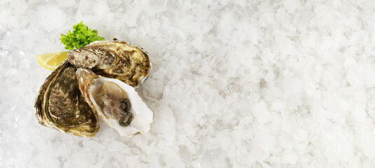 Oysters with Lemon, Shell and Ice isolated on white Background - Panorama