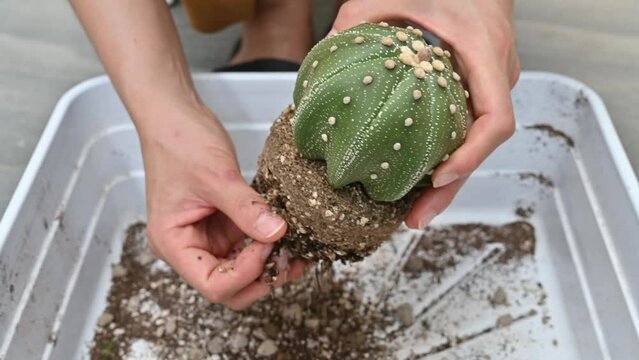 Woman removing an old soil from Astrophytum asterias cactus before repotting to new pot. Repotting refreshes the nutrients in the soil.