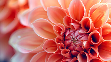 close up of red dahlia