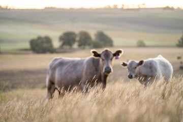 cow in a field at sunset on a summer in a dry drought in summer in australia on at agricultural farm